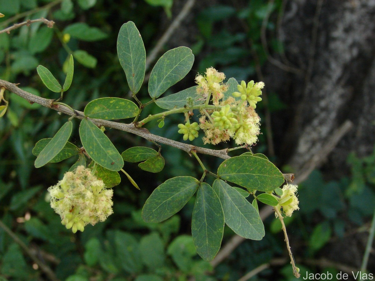 Pithecellobium dulce (Roxb.) Benth.